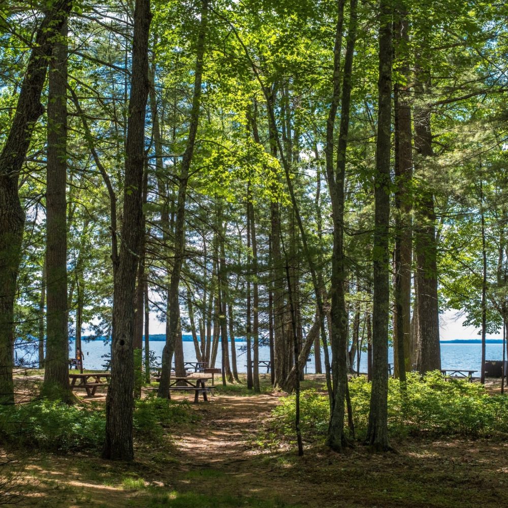 picnic-tables-hide-amongst-the-green-forest-during-the-summer-along-the-shores-of-sebago-lake-state_t20_09zQvk